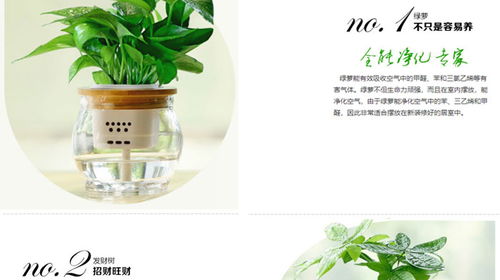 漢陽花卉 以專業(yè)勞務(wù)服務(wù)打造武漢市美化家園新標(biāo)桿